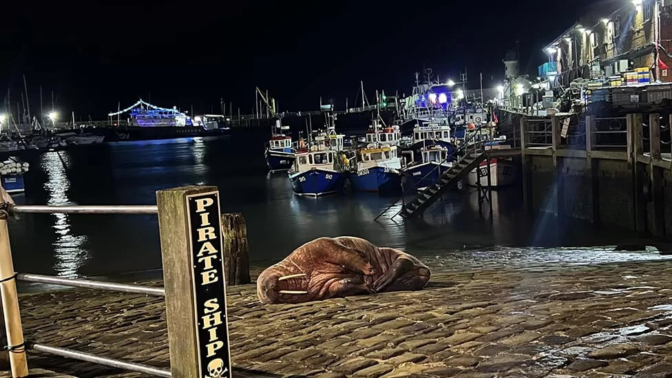 Βρετανία: Θαλάσσιος ίππος… αράζει σε λιμάνι – Άλλαξαν τους εορτασμούς της Πρωτοχρονιάς για να μην τον τρομάξουν
