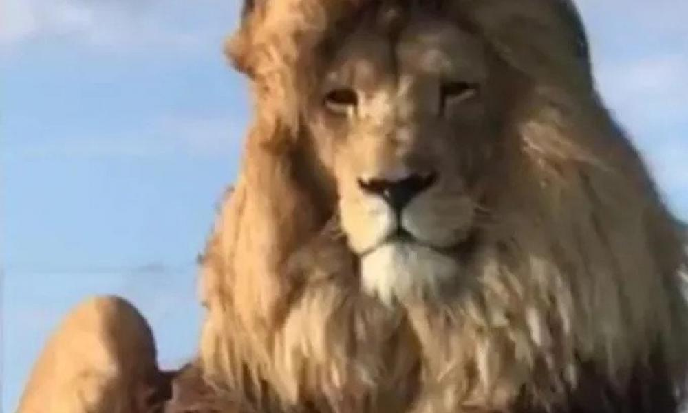 Κένυα: Ένα λιοντάρι που βγήκε… από το κομμωτήριο γίνεται viral (βίντεο)