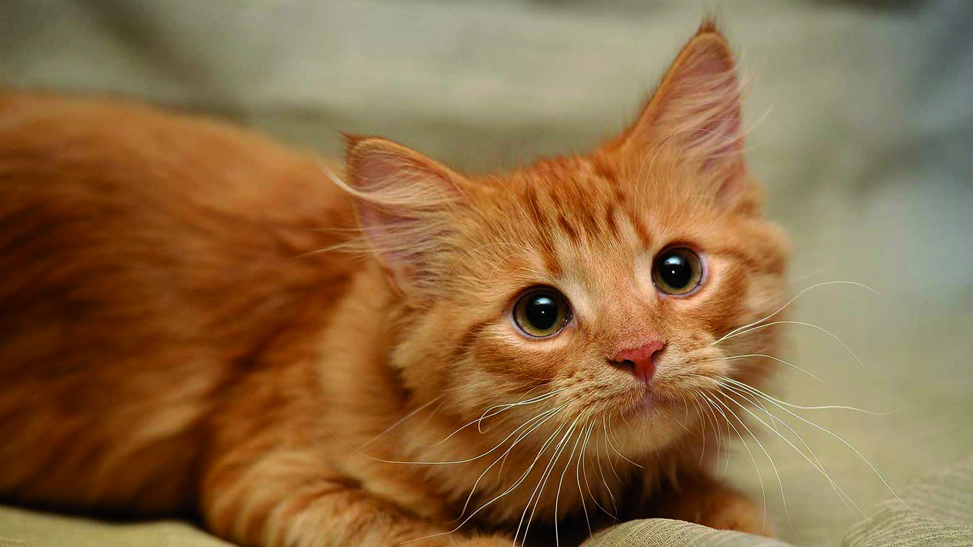 Πάτρα: Έβαλαν φόλα σε 15 γάτες στην περιοχή της Ιεροθέου (φώτο)