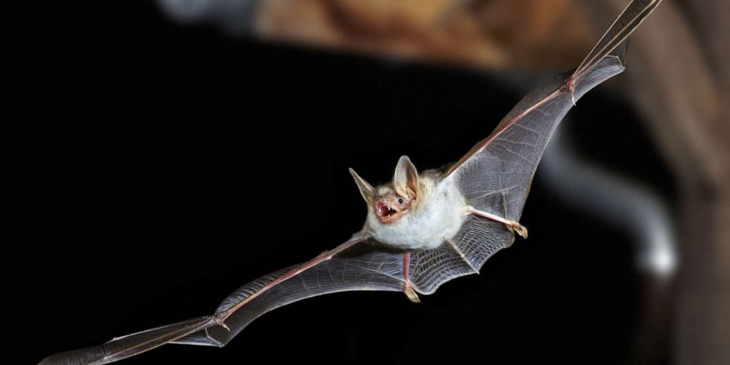 Είναι τελικά τυφλές οι νυχτερίδες; – Δέκα μύθοι γύρω από τα ζώα με τους οποίους μεγαλώσαμε!