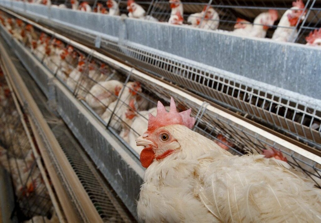Τσεχία: Έξαρση της γρίπης των πτηνών – Οι αρχές ετοιμάζονται να θανατώσουν 220.000 κοτόπουλα