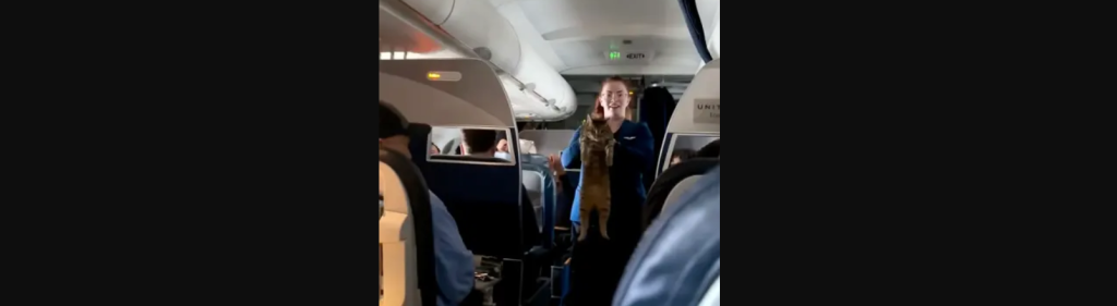 Γάτα άρχισε να «κόβει βόλτες» κατά τη διάρκεια πτήσης – «Την έχασε κανείς;» φώναζε η αεροσυνοδός (φωτο-βίντεο)