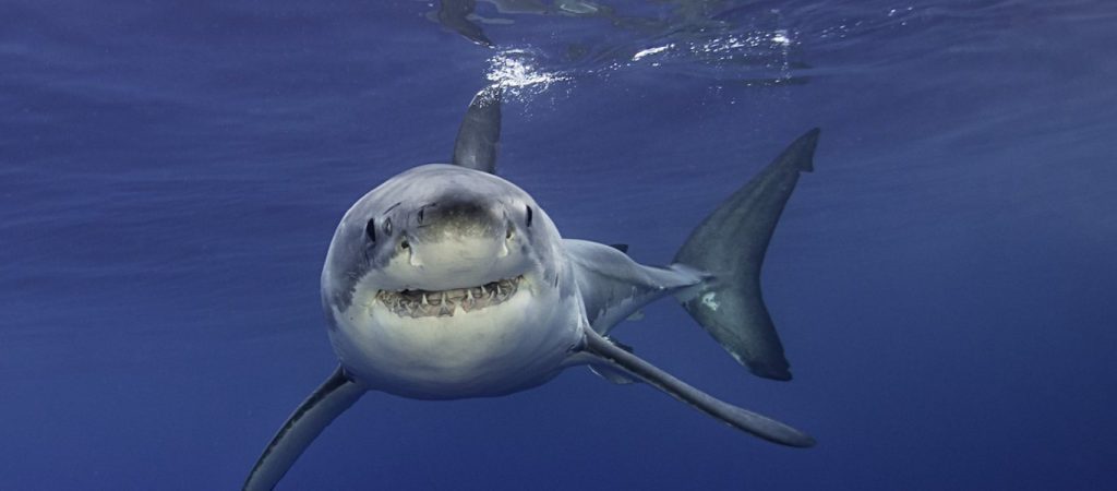 Αυστραλία: Λουόμενοι γλίτωσαν παρά τρίχα από καρχαρία-τίγρη (βίντεο)