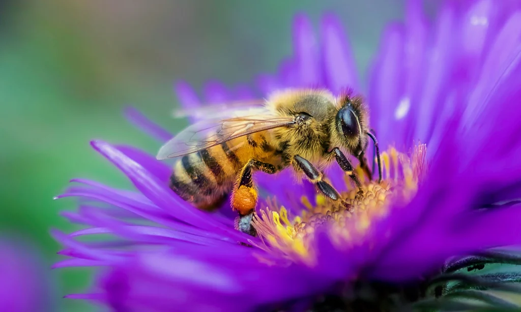 ΗΠΑ: Εγκρίθηκε το πρώτο εμβόλιο για… μέλισσες!
