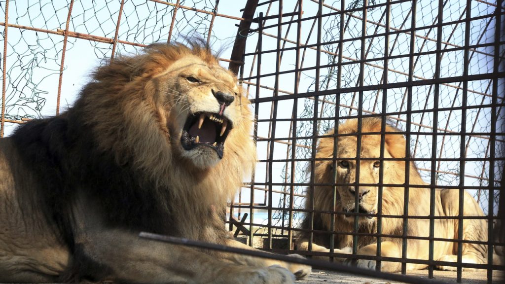 Λιοντάρι στη Ρωσία επιτέθηκε και δάγκωσε τον θηριοδαμαστή του – Πως τον έσωσε η γυναίκα του (βίντεο)