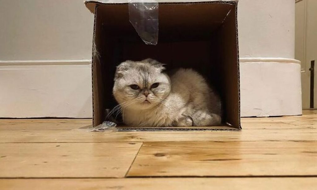 Η γάτα της Τέιλορ Σουίφτ είναι το τρίτο «πλουσιότερο» κατοικίδιο στον κόσμο – Αξίζει 97 εκατ. δολάρια (βίντεο)