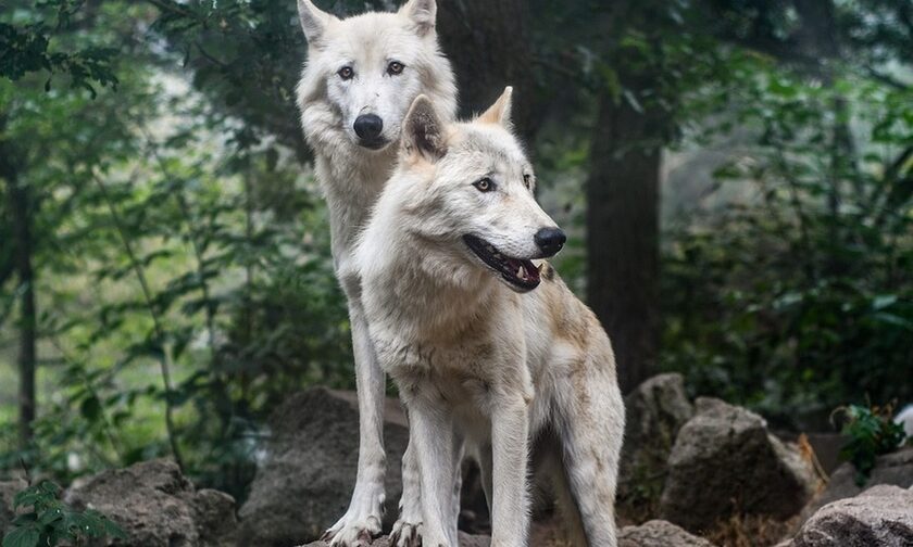 Σέρρες: Τρόμος από επιθέσεις λύκων – Οι κτηνοτρόφοι είναι σε απόγνωση (βίντεο)
