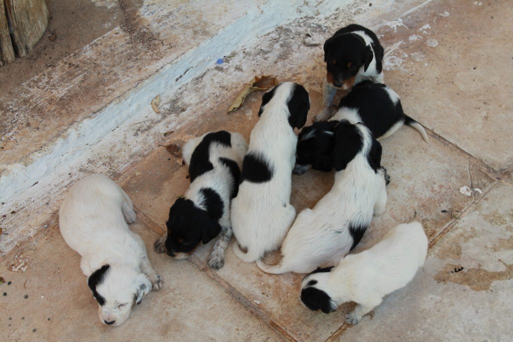Κτηνωδία στη Σπάρτη: Βρέθηκαν νεκρά κουτάβια μέσα σε τελάρο