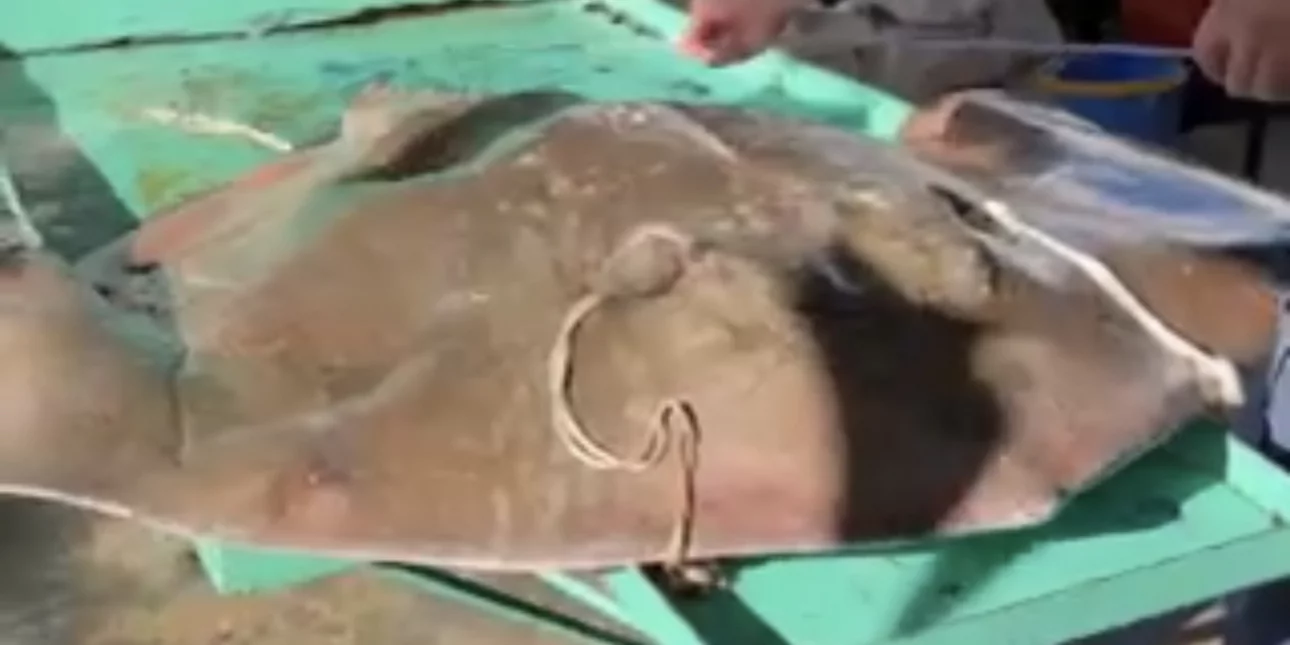 Άνδρος: Ψάρεψαν τεράστιο σαλάχι – Ζυγίζει 200 κιλά και έχει μήκος 1,70 (φωτό)