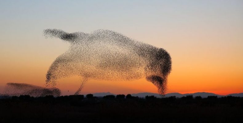 Εντυπωσιακό: Σμήνος πουλιών σχηματίζει τεράστιο πουλί στο πέταγμά του! (φωτο)