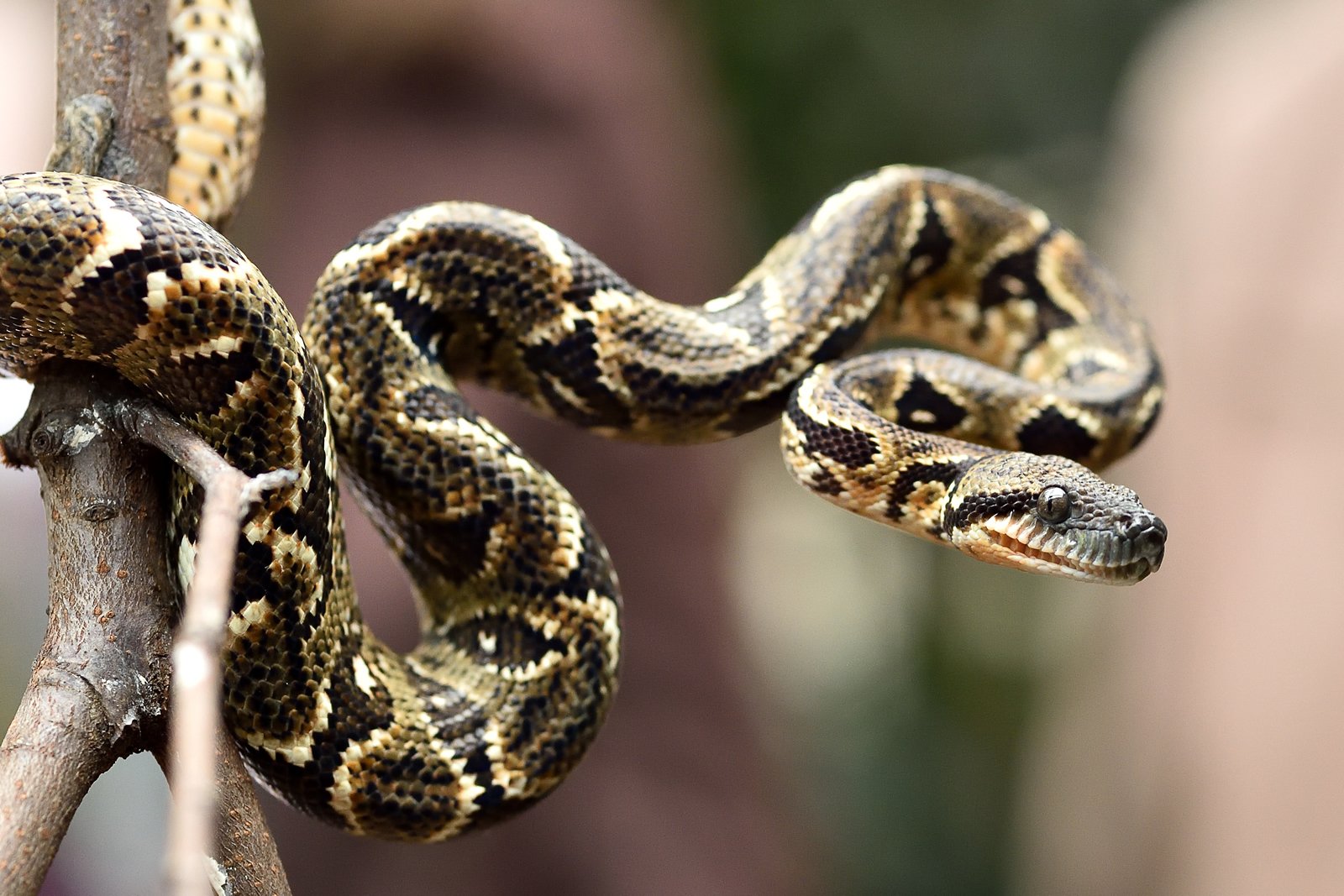 Φλόριντα: Εντόπισαν βόα σφιγκτήρα στριμωγμένο σε βαλίτσα (φωτο)