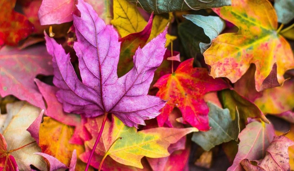 Έχετε αναρωτηθεί; – Τι δείχνει το αγαπημένο σας χρώμα για την προσωπικότητά σας;