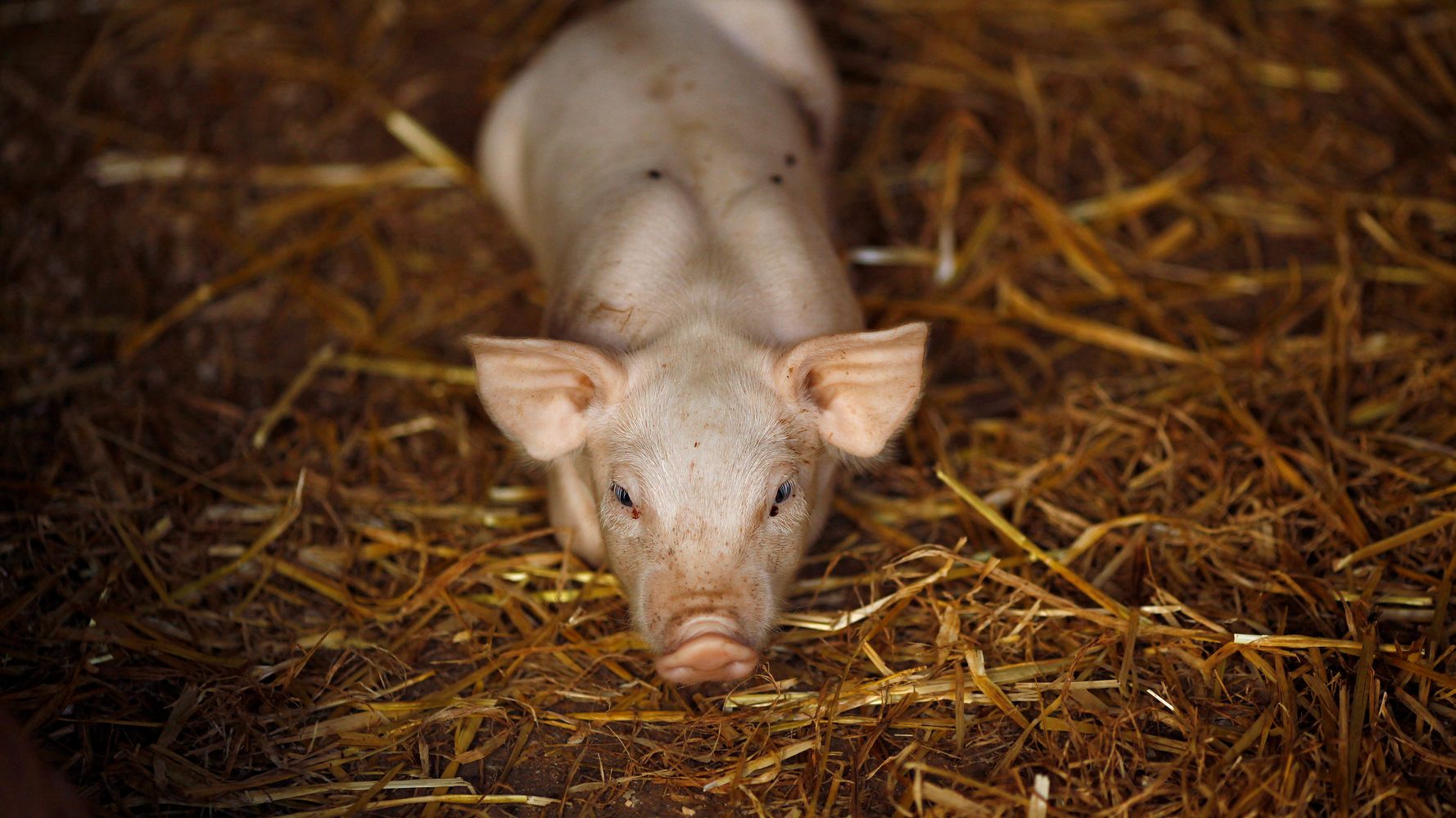 Επιστήμονες δημιούργησαν βιονικό πέος χοίρου που μπορεί να βοηθήσει στη θεραπεία της στυτικής δυσλειτουργίας
