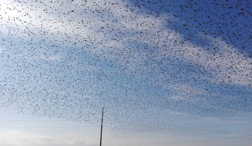 Φθιώτιδα: Επίθεση από γεράκια σε σμήνος από μαυροπούλια – Δείτε το βίντεο από drone