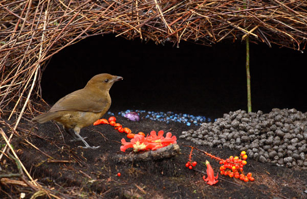 Εντυπωσιακό: Αρσενικό πτηνό χτίζει φωλιά-έργο τέχνης για το θηλυκό! (φωτο)