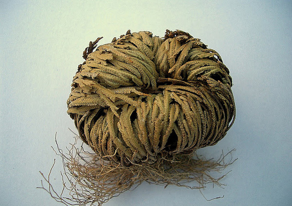 Το παράξενο φυτό που δεν «πεθαίνει» ποτέ! (φωτο)