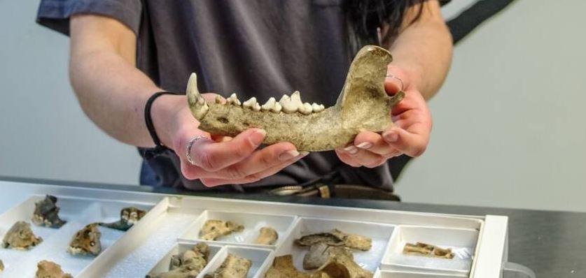 Τζέιμσταουν: Ανακαλύφθηκαν οστά ιθαγενών σκύλων που φαγώθηκαν από αποίκους (φώτο)