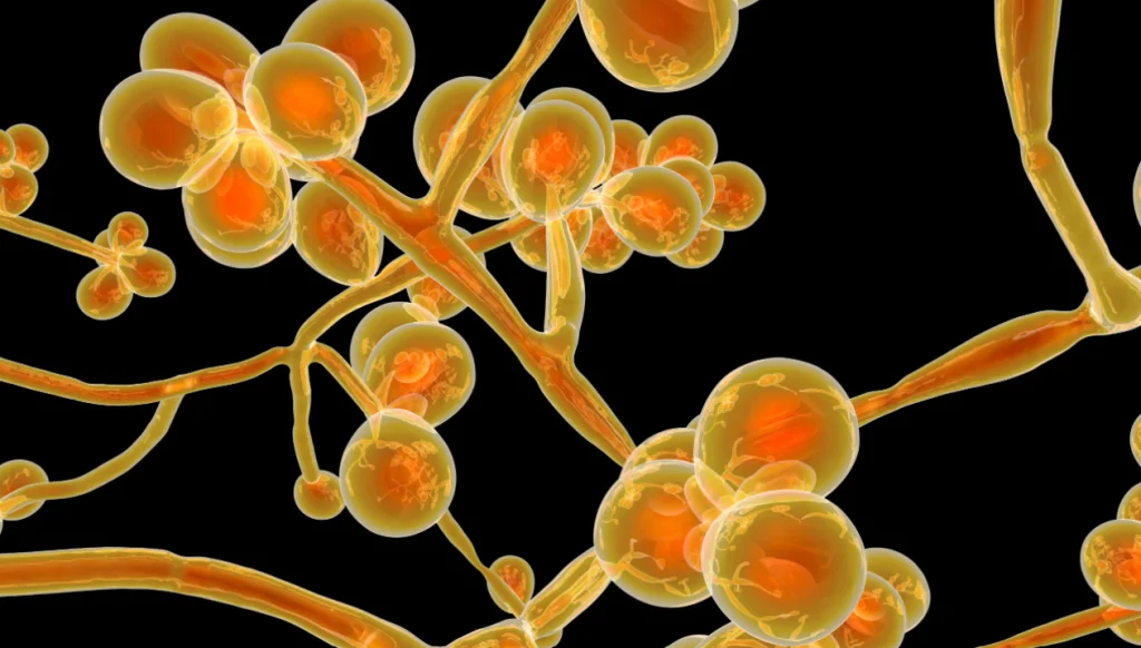 ΗΠΑ: «Σούπερ μύκητας» ανθεκτικός στα φάρμακα βρέθηκε για πρώτη φορά σε πολιτεία