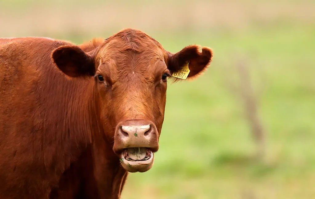 Αγελάδες κάνουν βόλτες σε χωριό των Πρεσπών – Αναστατωμένοι με τις καθημερινές «συναντήσεις» οι κάτοικοι