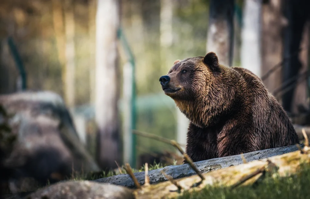 Θεσσαλονίκη: Θηλυκή αρκούδα βρέθηκε νεκρή μετά από τροχαίο (φωτο)