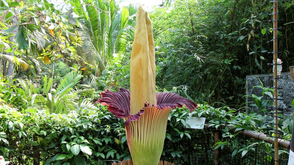 Δεν είναι για να τα μυρίζεις: 8+1 πολύ «βρομερά» λουλούδια του πλανήτη!