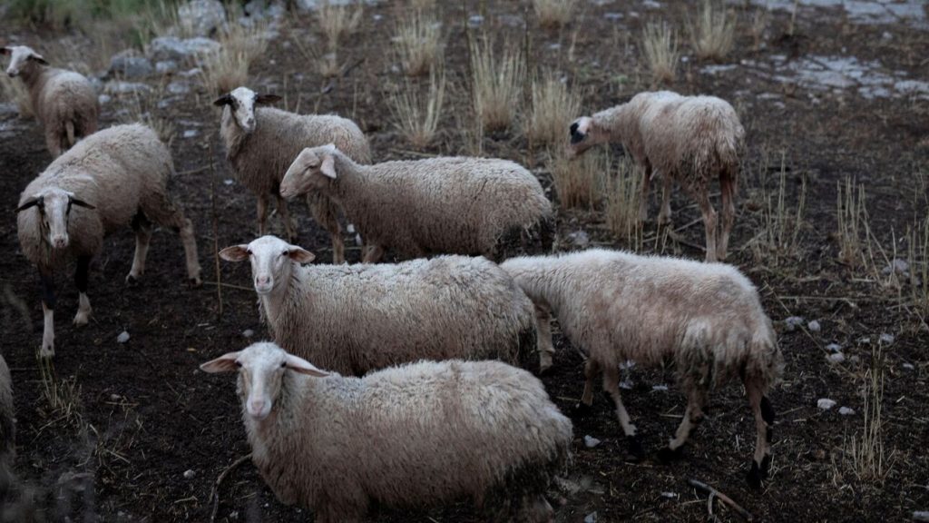 Κρήτη: 50 πρόβατα έκαναν «φτερά» – Δεν πίστευε στα μάτια του ο βοσκός φτάνοντας στη στάνη