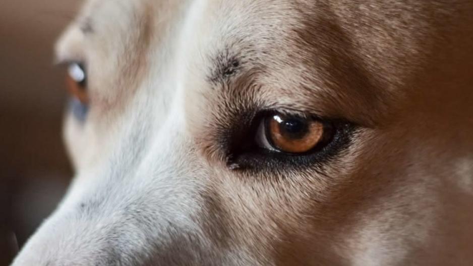 Πάτρα: Πρόστιμο 30.000 ευρώ σε άνδρα που έσερνε με το αμάξι τον αλυσοδεμένο σκύλο του