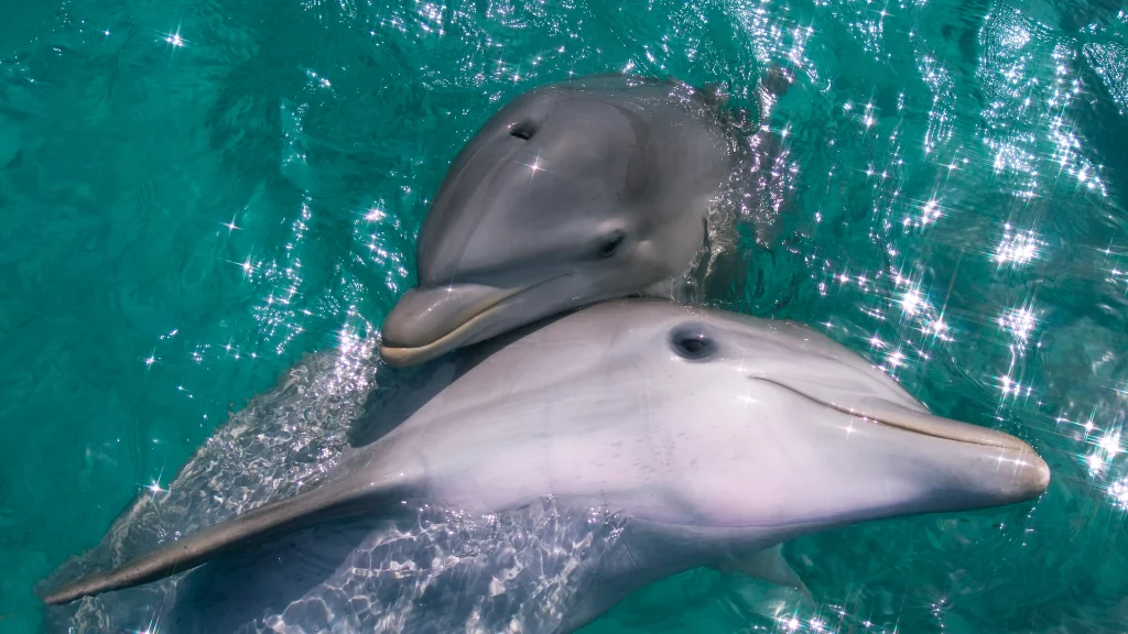 Απίστευτο: Δείτε πως μας «βλέπουν» τα δελφίνια με το σύστημα ηχοεντοπισμού τους (φωτο)