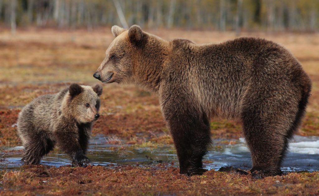 Ξύπνιες παραμένουν οι αρκούδες της Πίνδου – Δεν έχουν πέσει σε χειμερία νάρκη λόγω της θερμοκρασίας