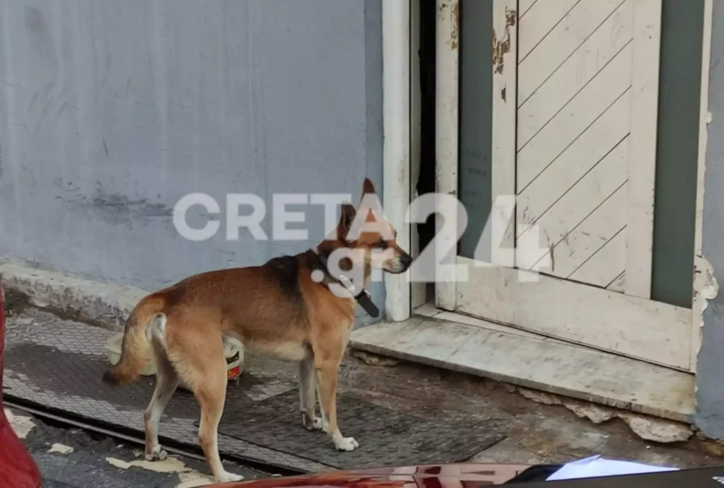 Χανιά: Ραγίζει καρδιές το σκυλί του 53χρονου που βρέθηκε νεκρός – Περιμένει έξω από το σπίτι (βίντεο)