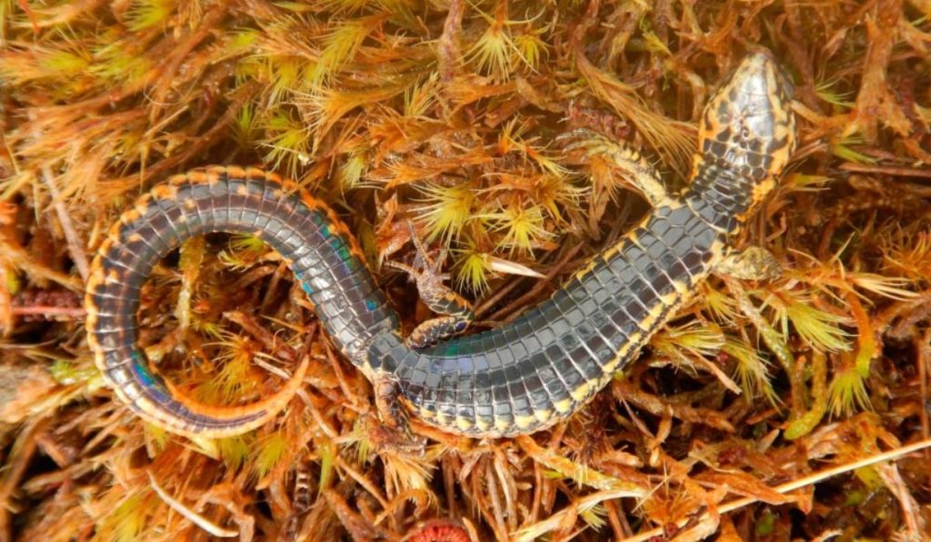 Περού: Ανακαλύφθηκε νέο είδος σαύρας σε φυσικό καταφύγιο στο Κούσκο (φώτο)