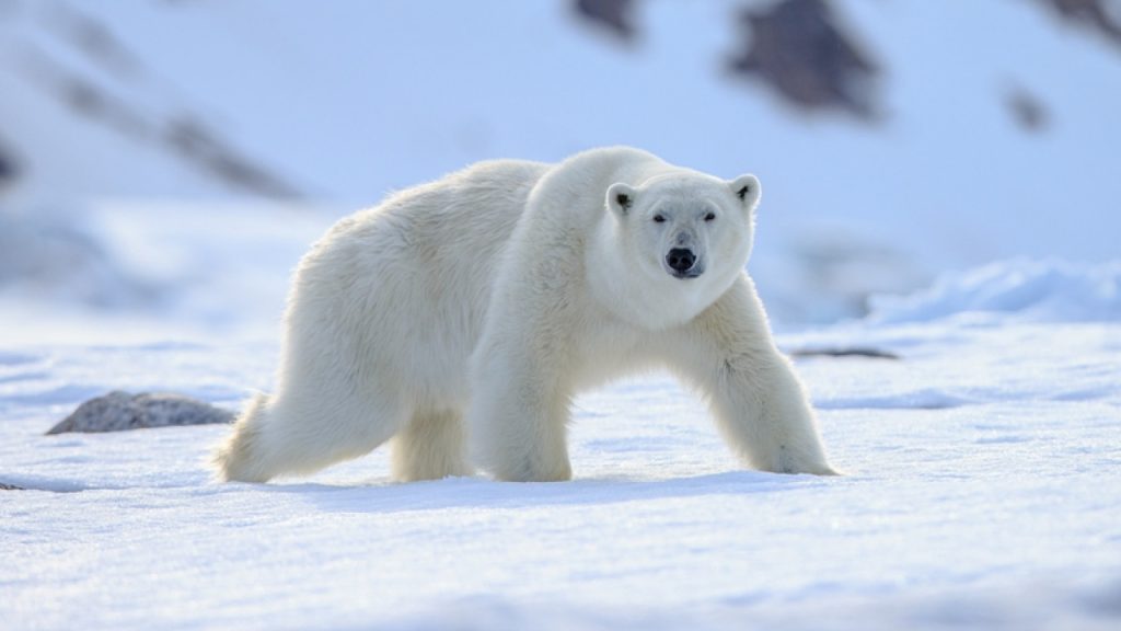 Αλάσκα: Πολική αρκούδα σκότωσε μία γυναίκα και ένα παιδί
