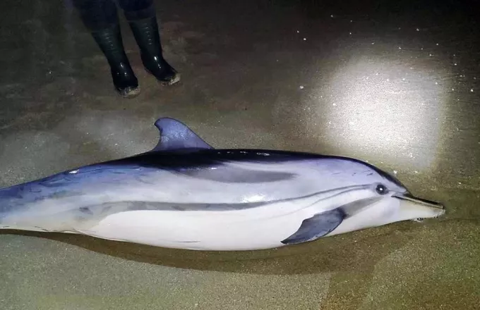 Νεκρό δελφίνι ξεβράστηκε στην παραλία της Καβάλας