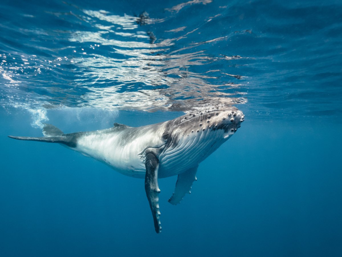 ΗΠΑ: Ανακαλύφθηκε απολιθωμένο κρανίο φάλαινας ηλικίας 12 εκατ. ετών (βίντεο)
