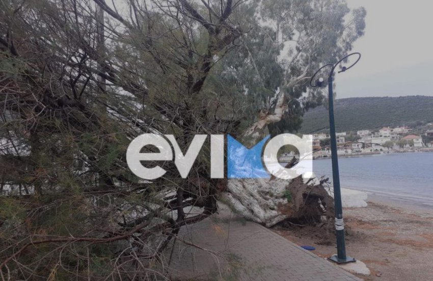 Κακοκαιρία: Ανεμοστρόβιλος έριξε δέντρο πάνω σε μαγαζί στην Εύβοια (φωτό)
