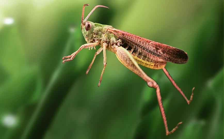 ΗΠΑ: Δημιουργήθηκε ένα νέο υλικό που… πηδάει σαν ακρίδα (βίντεο)