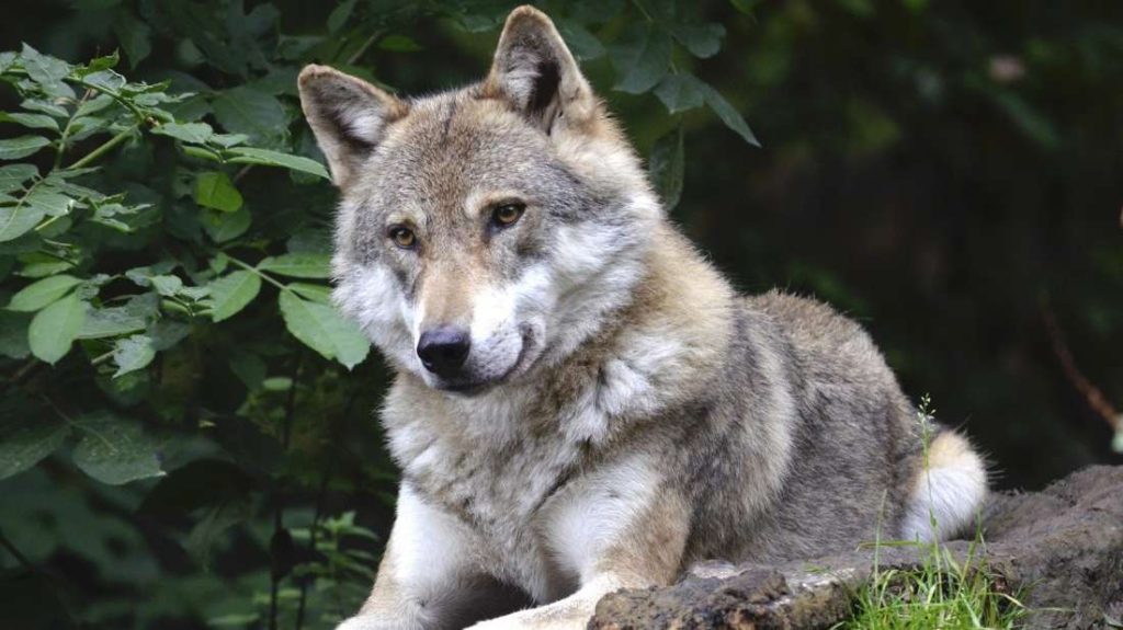 Μαγνησία: Εντοπίστηκε λύκος να κολυμπάει στον Παγασητικό Κόλπο (βίντεο)