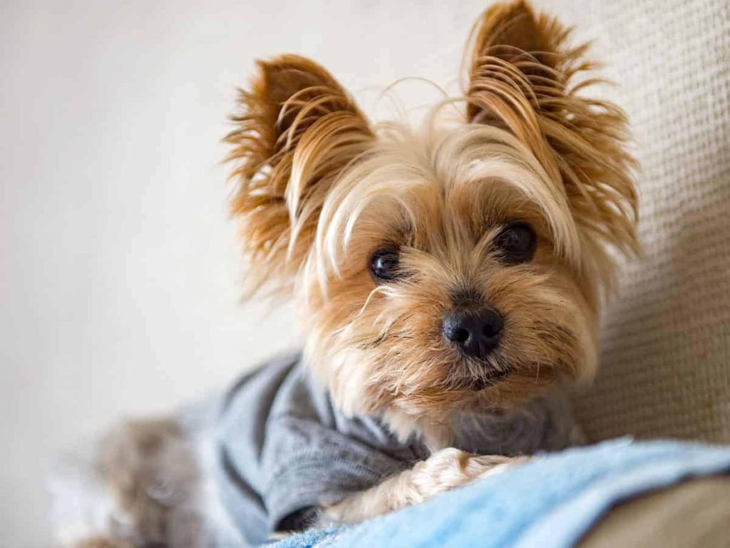 Ολλανδία: Αναμένεται απαγόρευση στην κατοχή ζώων συντροφιάς που υποφέρουν λόγω μεταλλάξεων