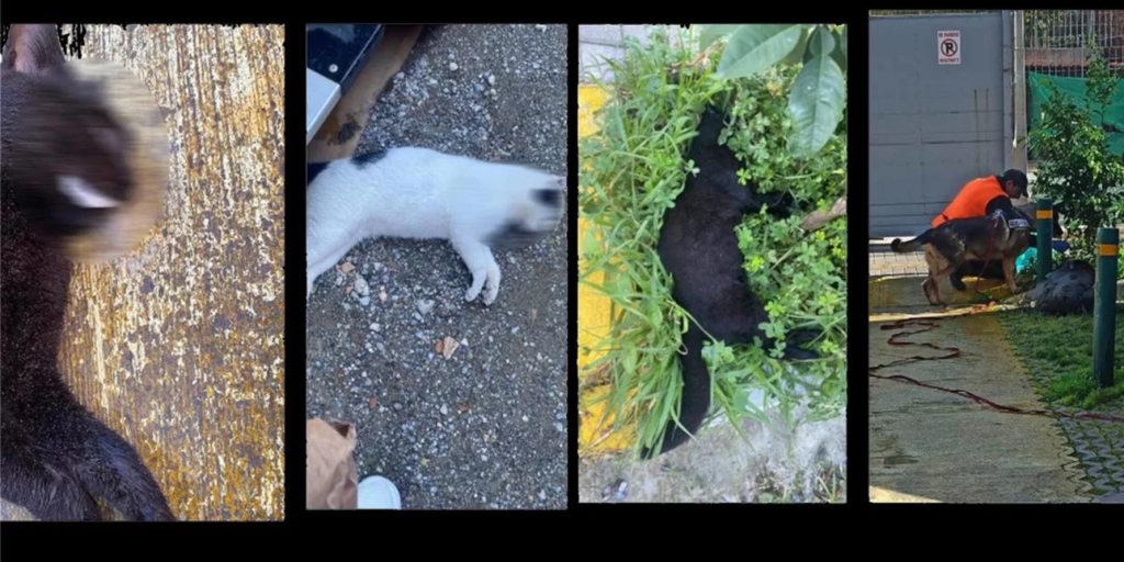 Ρέθυμνο: Σκότωσαν με το απαγορευμένο φυτοφάρμακο λανέιτ σκυλιά και γάτες (φώτο)