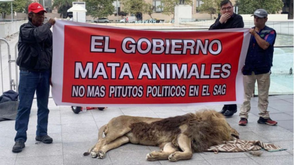 Χιλή: Διαμαρτυρία με νεκρό λιοντάρι έξω από το Προεδρικό Μέγαρο (βίντεο)