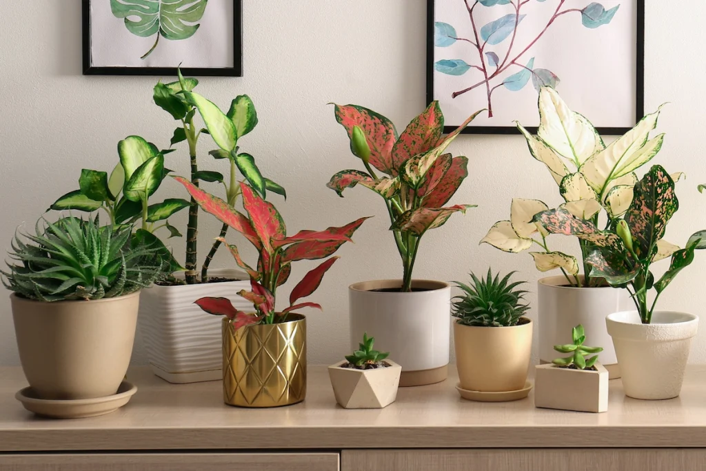 Μελαγχολία: Tα φυτά εσωτερικού χώρου μπορούν να σας βοηθήσουν να την καταπολεμήσετε