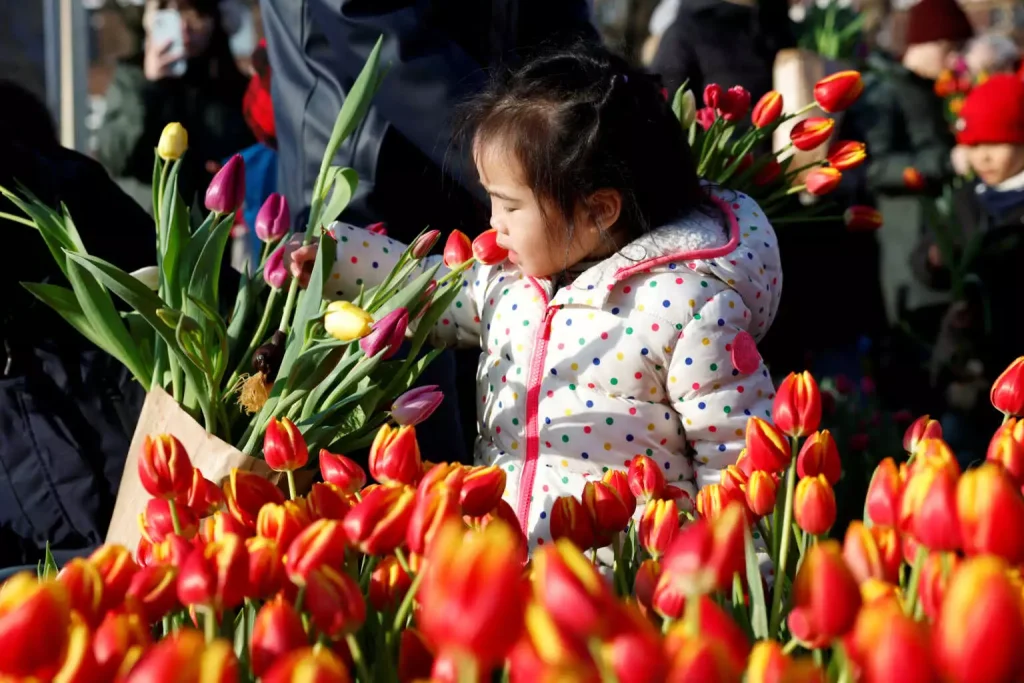 Οι Ολλανδοί γιορτάζουν την Εθνική Ημέρα της τουλίπας (φωτό)