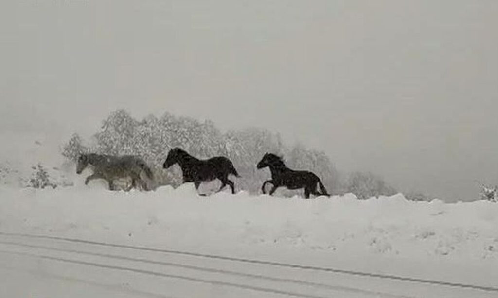 Έπεσαν τα πρώτα χιόνια στη Δυτική Μακεδονία – Εντυπωσιακές εικόνες (φώτο)