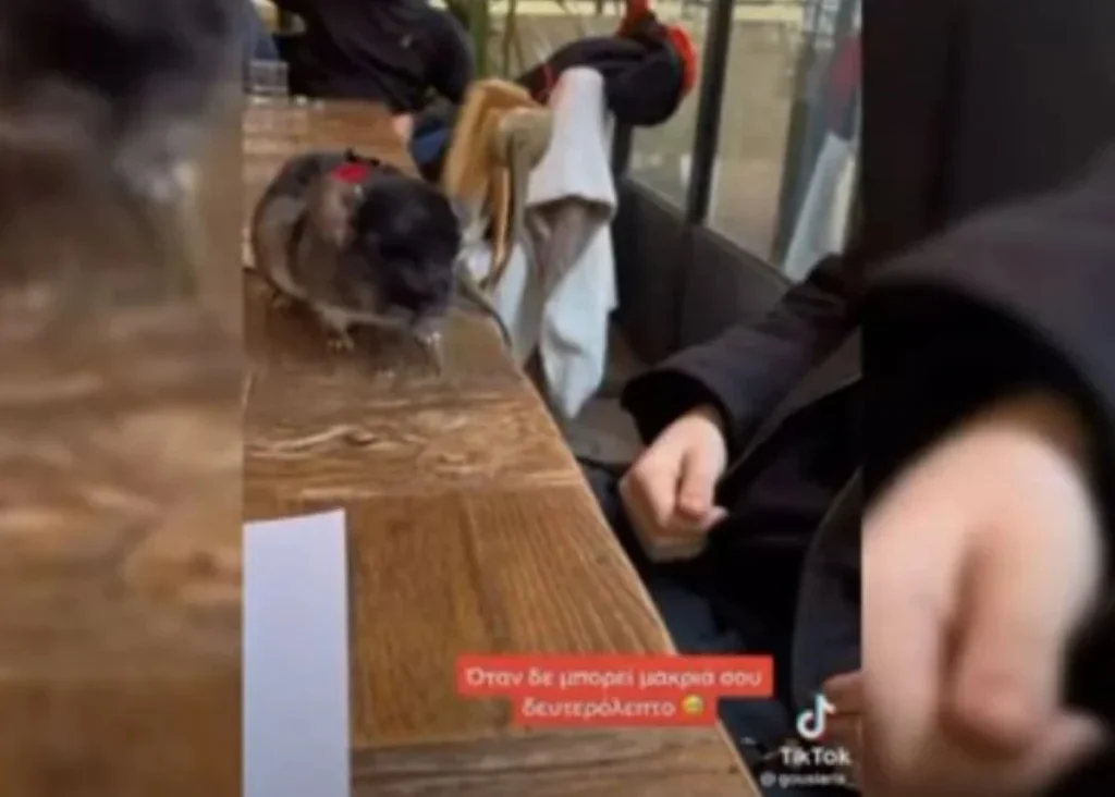 Λάρισα: Νεαρός βγήκε για καφέ μαζί με το τρωκτικό του και έγινε viral (βίντεο)