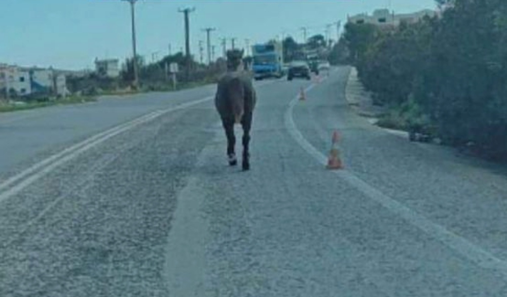 Ρέθυμνο: Δεν πίστευαν στα μάτια τους οι οδηγοί στον ΒΟΑΚ – Άλογο περπατούσε… αμέριμνο στο δρόμο (φώτο)