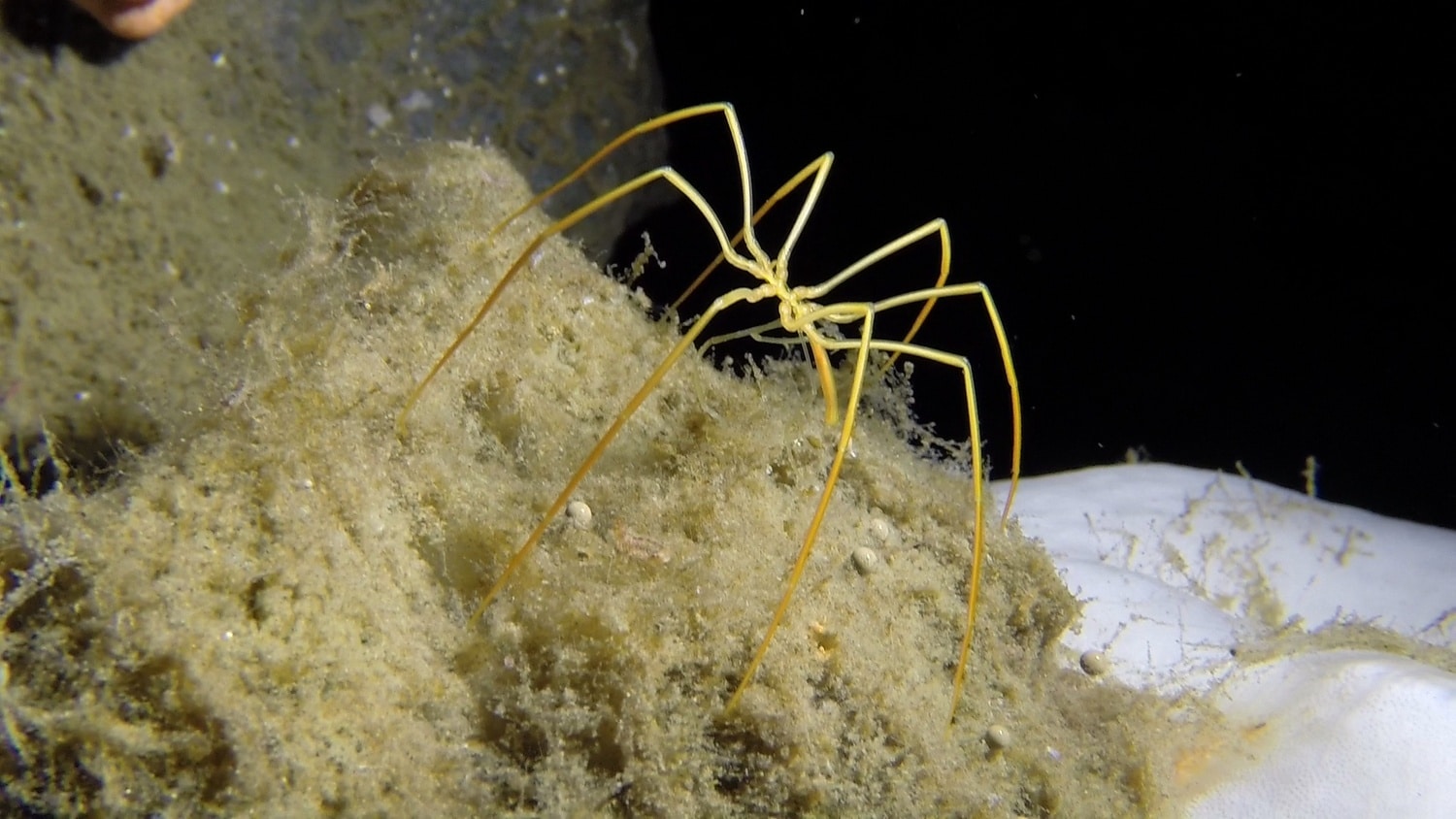 Νέα μελέτη: Οι «θαλάσσιες αράχνες» είναι ικανές να αναγεννήσουν μέρος του σώματός τους (βίντεο)