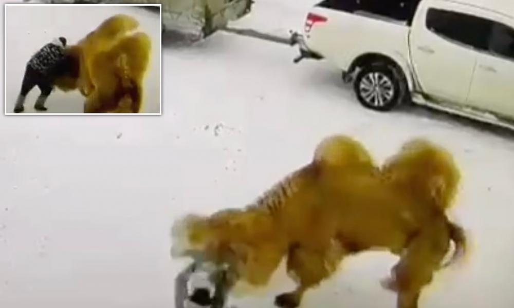 Ρωσία: 51χρονος χτύπησε καμήλα και εκείνη τον ποδοπάτησε μέχρι θανάτου (βίντεο)