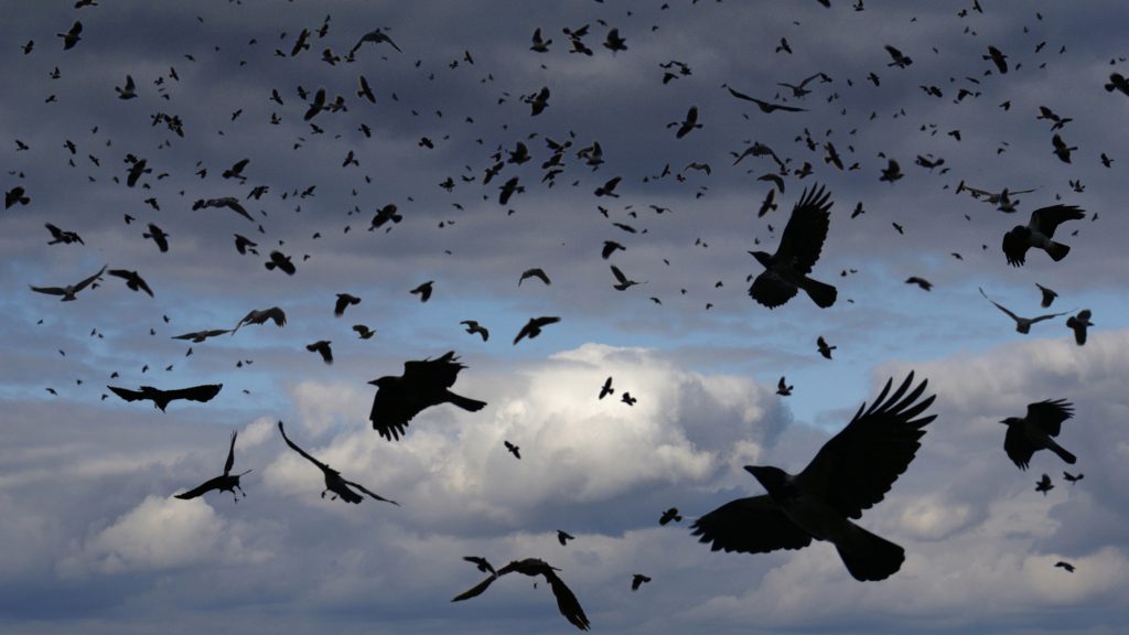 Χιλιάδες κοράκια εμφανίστηκαν πάνω από το Κίεβο