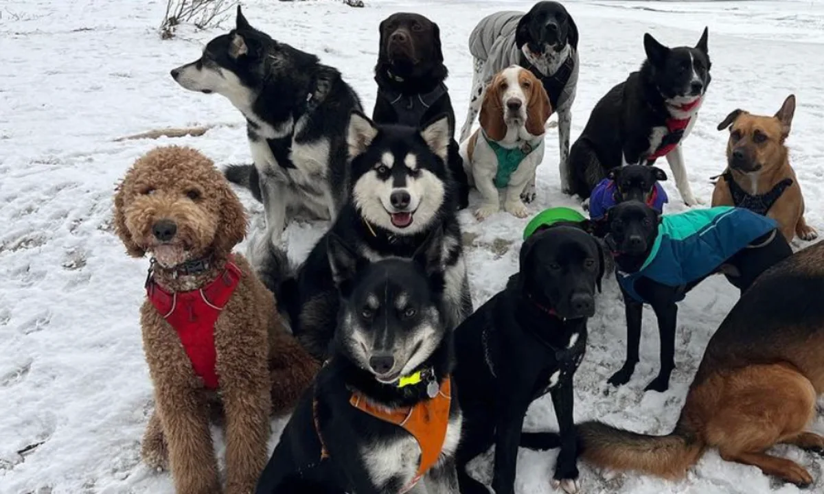 Σκυλάκια στην Αλάσκα παίρνουν… το λεωφορείο και γίνονται viral (βίντεο)