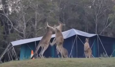 Τρομερό σκηνικό στην Αυστραλία: Δύο καγκουρό έπαιξαν… ξύλο για τα μάτια ενός θηλυκού (βίντεο)